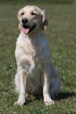 altın geri almak genç köpek yetiştirmek