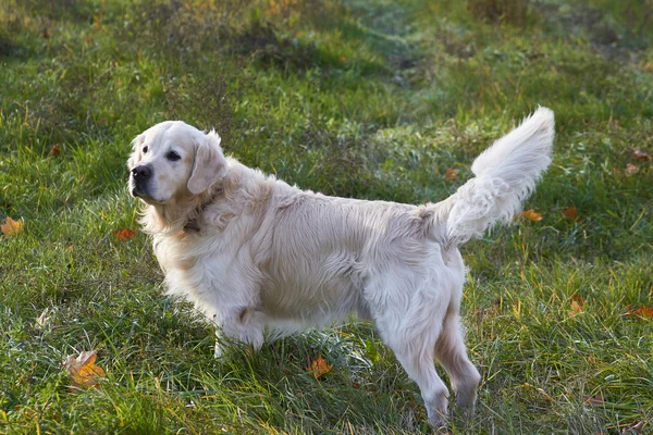 Perros jóvenes crían golden retriever — Foto de Stock