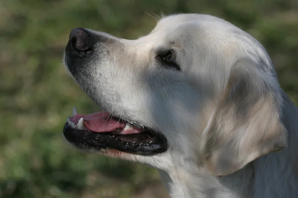 Unga hundar föder upp golden retriever — Stockfoto