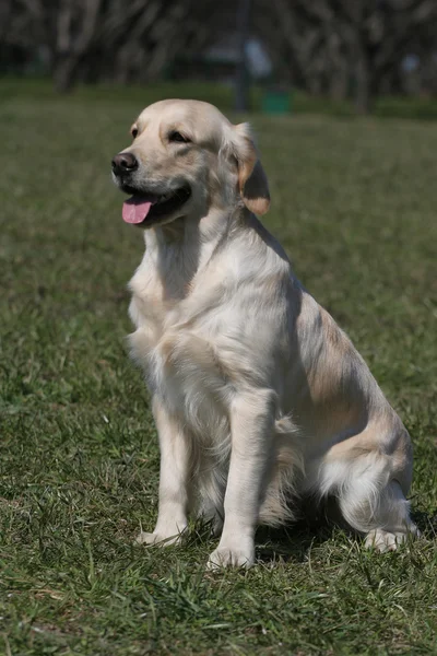 Perros jóvenes crían golden retriever — Foto de Stock