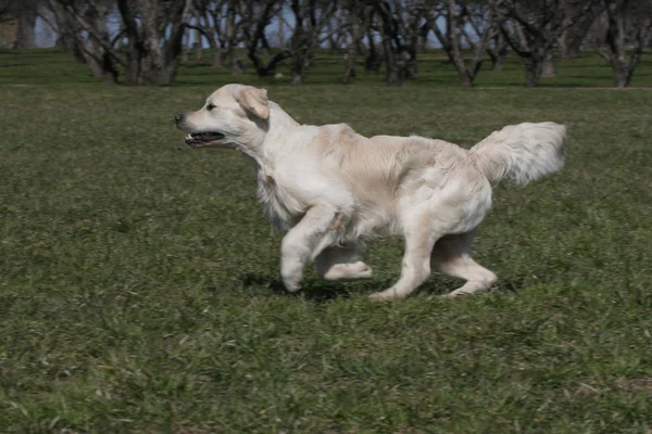 Perros jóvenes crían golden retriever — Foto de Stock