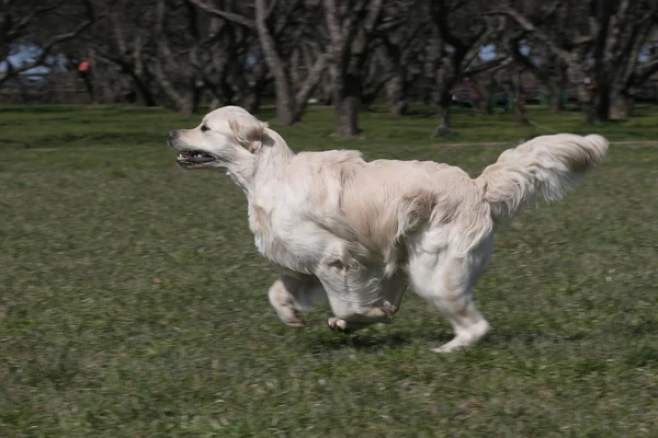 Jeunes chiens race golden retriever — Photo