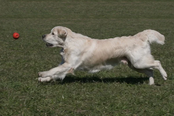 สุนัขหนุ่มผสมพันธุ์ทอง Retriever — ภาพถ่ายสต็อก