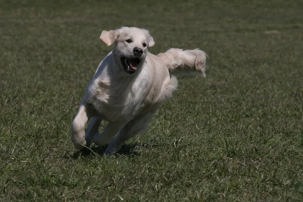 Jeunes chiens race golden retriever — Photo