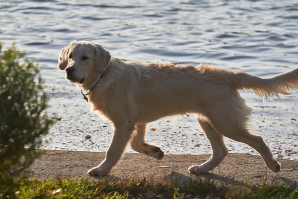 Cani giovani razza golden retriever Foto Stock