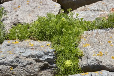 kumsalları, kıyı şeridi ve ormanlar Noirmoutier Adası