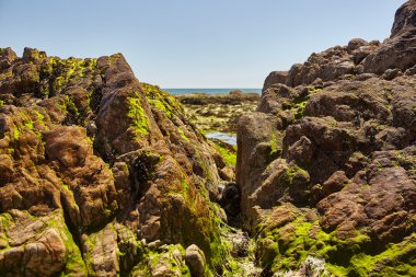 kumsalları, kıyı şeridi ve ormanlar Noirmoutier Adası