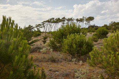 kumsalları, kıyı şeridi ve ormanlar Noirmoutier Adası