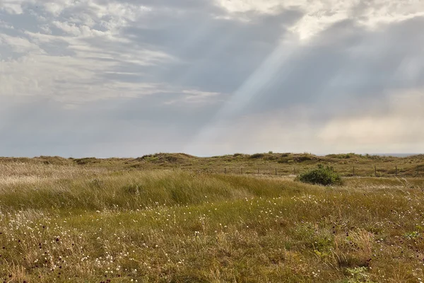 Beaches, coastline and forests Noirmoutier island — Stock Photo, Image