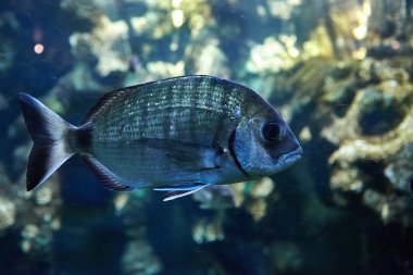 Noirmoutier-tr-l'Ile Sealand akvaryumda balık