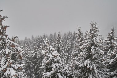 kış manzara Saalbach, Avusturya