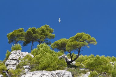 Calanques. Akdeniz kıyılarında Provence, Fransa