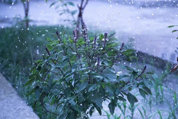 Planta durante a chuva — Fotografia de Stock