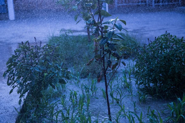 Planta durante a chuva — Fotografia de Stock