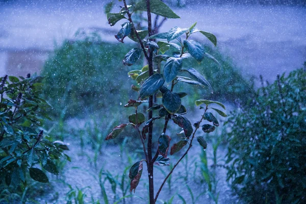 Plant during rain — Stock Photo, Image