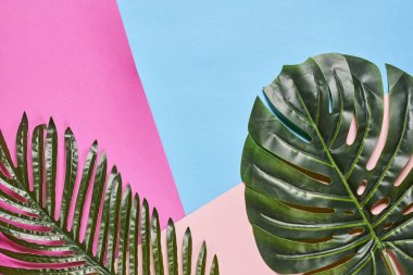 Egzotik tropik yapraklar