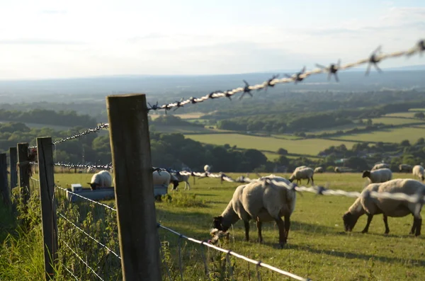 Kırsal Sussex'te dikenli tel çit. Stok Resim