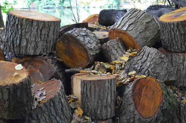 Montón de troncos cortados . —  Fotos de Stock