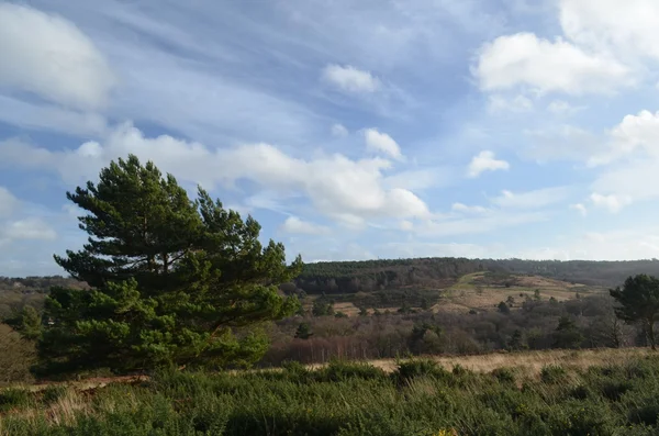 Ashdown forest in Sussex, England. — Stock Photo, Image