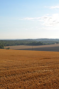 Buğday alanında Sussex, İngiltere.