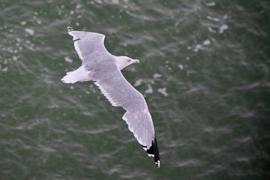 Tek bir martı, karanlık su yüzeyinde zarif bir şekilde süzülür. Kanatları tamamen açılır. Özgürlüğün ve doğanın sembolü..