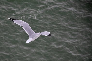 Uçan bir martının yukarıdan görünüşü tüylerinin güzel desenini denize karşı gösteriyor. Çevre ve seyahat temaları için mükemmel.