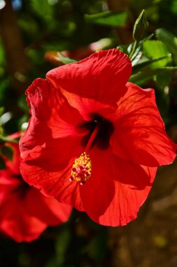 Açık havada açan canlı kırmızı bir çiçeğe yakın plan yeşil yapraklarla çevrili, tropikal doğa, yaz ve bahçelerdeki botanik güzellik temaları için mükemmel..