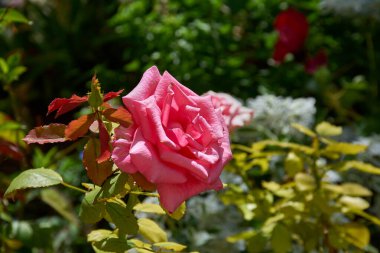 Pembe gül çiçeği bulanık bir arka planda duruyor. Romantizm, bahçıvanlık ve doğal güzellik kavramları için ideal..