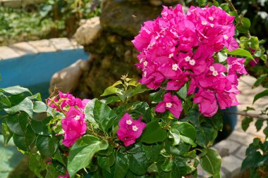 Güzellik ve doğa kavramları için doğal yaz ışığı altında tropikal bir bahçede taze yeşil yaprakların arasında açan canlı kırmızı bir amber çiçeğinin ayrıntıları..