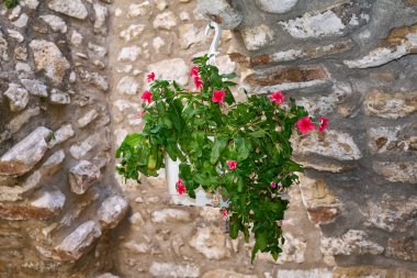 Pembe vinka çiçekleri ve yeşil yapraklarla dolu beyaz bir tencerenin kapağını kırsal bir bahçenin eski dokulu taş duvarına kapatın..