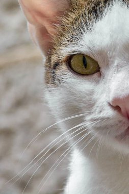 Yoğun sarı gözlü ve beyaz kürklü evcil bir kediye aşırı yakın. Hayvan temaları için kedi özellikleri ve bıyıkların ayrıntılı makro görüntüsü.