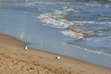 Yumuşak dalgalar yaklaşırken martılar ıslak kumun üzerinde duruyor, sakin, dengeli, doğa, uzay ve huzurlu sahil atmosferi kavramları için ideal bir minimalist kıyı sahnesi yaratıyorlar..