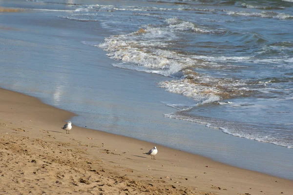 Yumuşak dalgalar yaklaşırken martılar ıslak kumun üzerinde duruyor, sakin, dengeli, doğa, uzay ve huzurlu sahil atmosferi kavramları için ideal bir minimalist kıyı sahnesi yaratıyorlar..