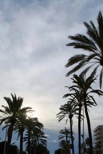 Bulutlu gökyüzüne karşı silueti olan uzun palmiye ağaçları ve yumuşak güneş ışığı dramatik Akdeniz atmosferi oluşturarak filtreleniyor.