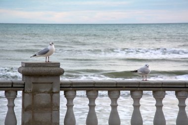 İki martı Akdeniz gezinti güvertesi boyunca bir kayanın üzerinde dinleniyor. Arka planda okyanus dalgaları ve bulutlu gökyüzü.