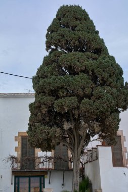 Geleneksel Akdeniz evi cephesinin yanında yükselen uzun selvi ağacı bu Katalan kıyı kasabasında kepenkleri ve balkonu var..