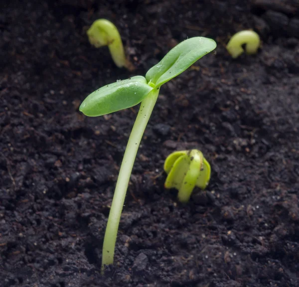 Sunflower sprouts growing out from soil — Stock Photo, Image