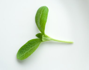 Yeşil genç ayçiçeği Filiz