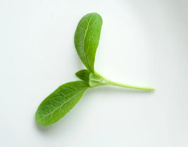 Yeşil genç ayçiçeği Filiz