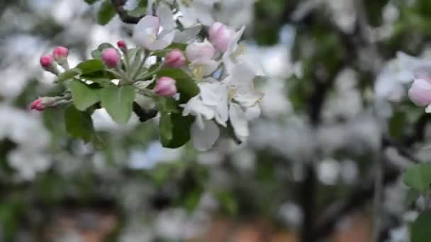 Apple blossom in the wind — Stock Video