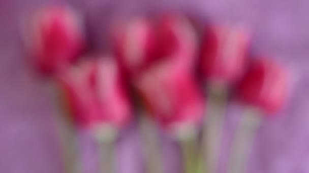 Tulips on a pink background — Stock Video