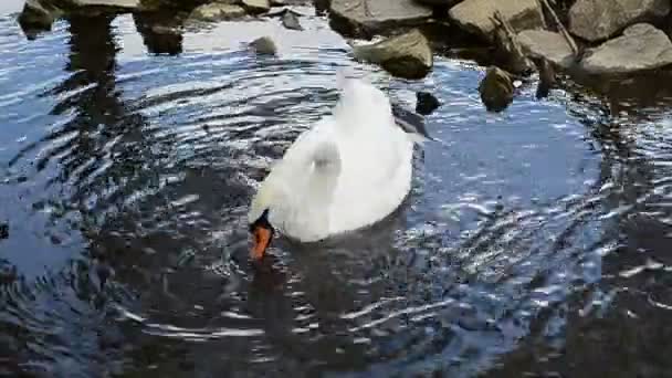 Красивый лебедь на воде — стоковое видео
