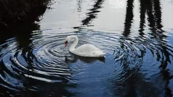 Beau cygne sur l'eau — Video