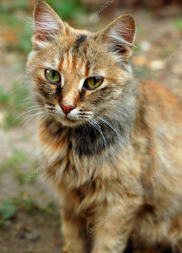 Schöne Katze Natur Stockfoto Olapisarenkomailru