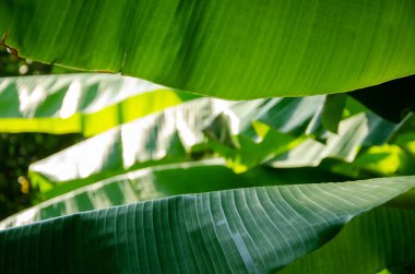 Ağaçta yeşil muz Yapraklar, çiçekler ve meyveler