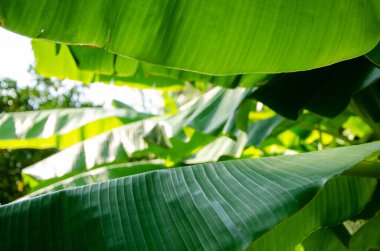 Ağaçta yeşil muz Yapraklar, çiçekler ve meyveler