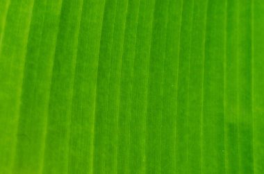 Ağaçta yeşil muz Yapraklar, çiçekler ve meyveler