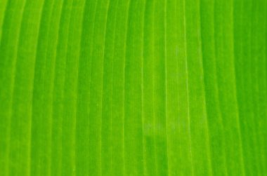 Ağaçta yeşil muz Yapraklar, çiçekler ve meyveler