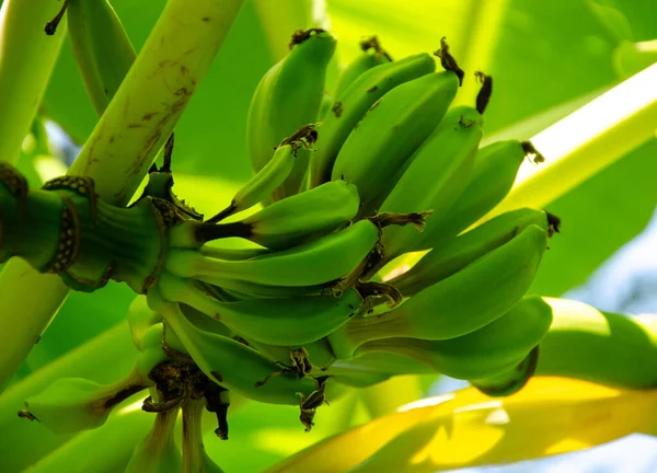 Green banana on a tree with leaves, flowers and fruits