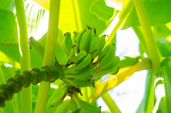 Green banana on a tree with leaves, flowers and fruits